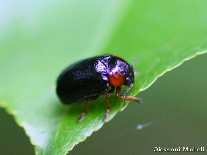 Chrysomelidae: Smaragdina sp.